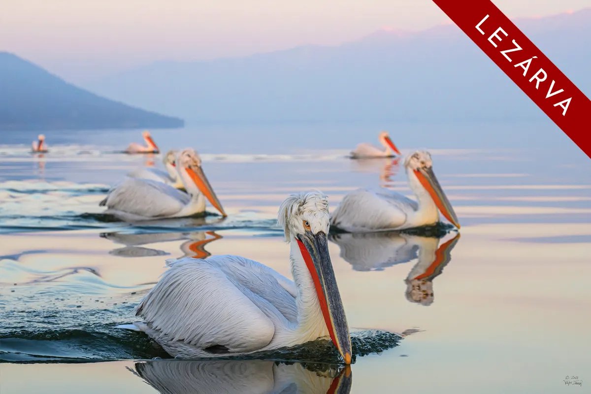 Pelikánok tava fotótúra megtelt